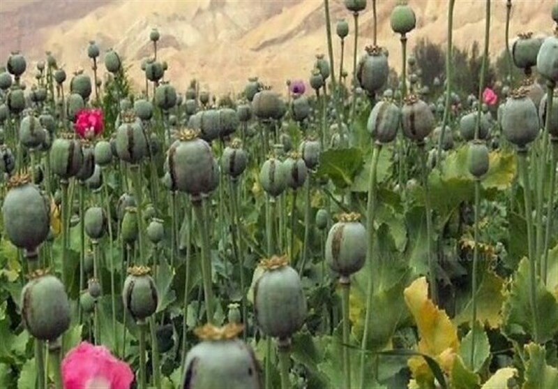 کشت خشخاش آزاد شد؟/ توضیحات دبیرکل ستاد مبارزه با موادمخدر کشت خشخاش آزاد شد؟/ توضیحات دبیرکل ستاد مبارزه با موادمخدر